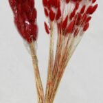 ورد ذيل الارنب الضمة